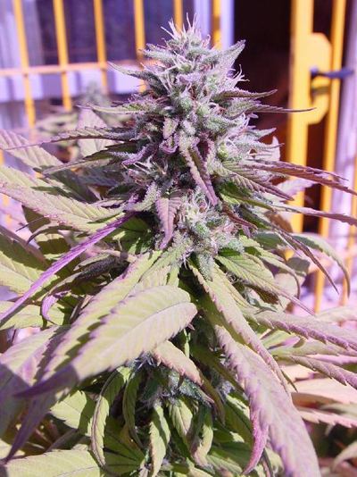 purple-haze-bud.jpg