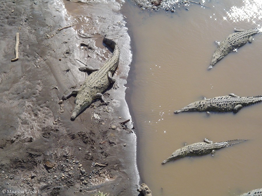 Cocodrilos_tarcoles_0.jpg