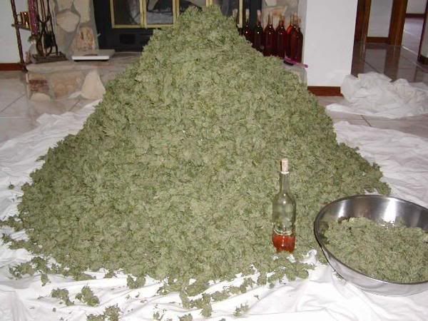 ganja.jpg