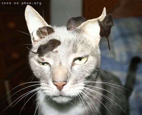catmice.jpg