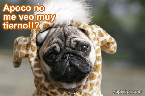 perrito-tierno2_sbi.jpg