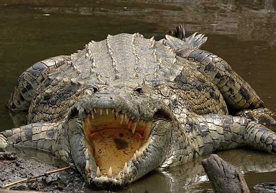 crocodile_ngr-4295_blog.jpg