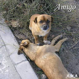 amigo1.jpg