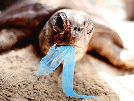 tortuga-come-bolsa.jpg