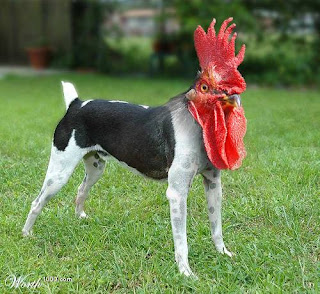 chicken+dog.jpg