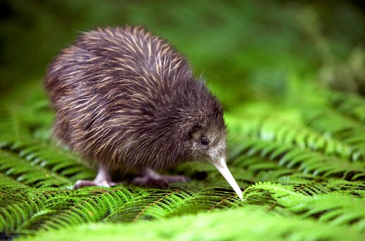 kiwi-chick-nature-28939565-519-344.jpg