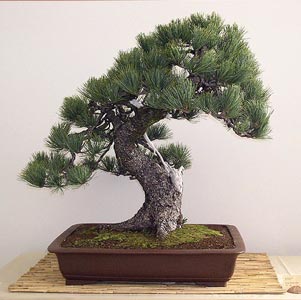 pinus-cembra-bonsai.jpg