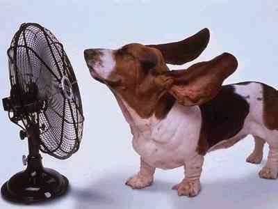 PERRO-CON-CALOR.jpg