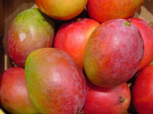 Mangos.jpg