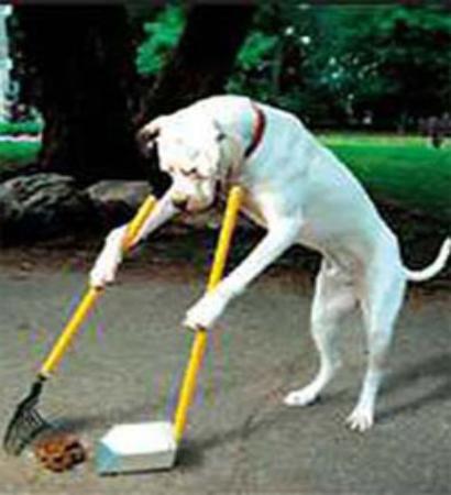 dog_scooping_poop-410x450.jpg