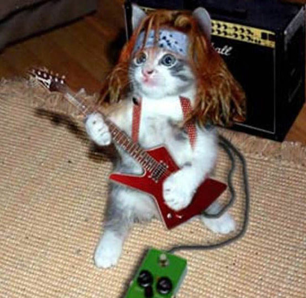 imagenes-divertidas-gato-rockero.jpg