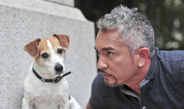 cesarmilan-364999.jpg