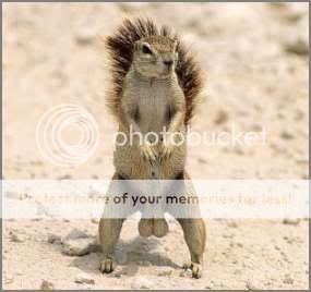 squirrel-nuts.jpg