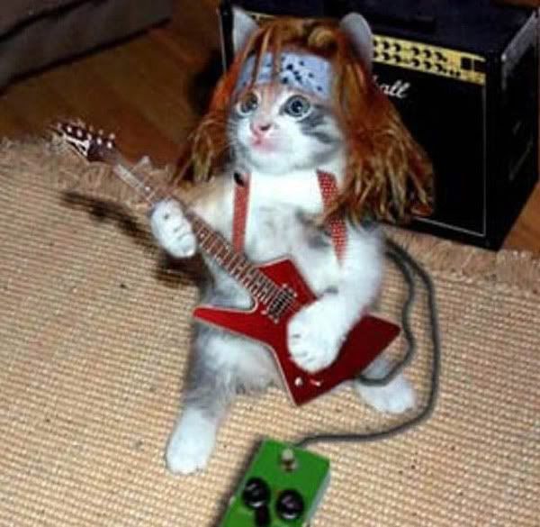 gato.jpg
