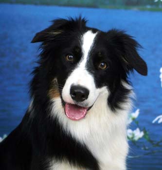 border_collie1_2367.jpg