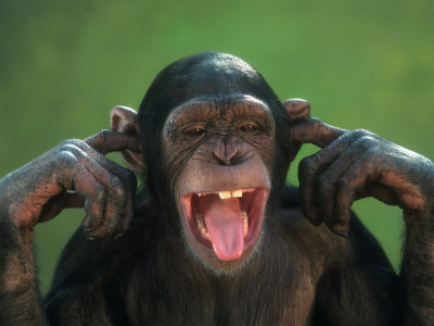 chimpanzee-with-its-fingers-in-its-ears.jpg