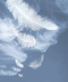 plumas.jpg