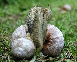 helix_pomatia_mating_ritual.jpg