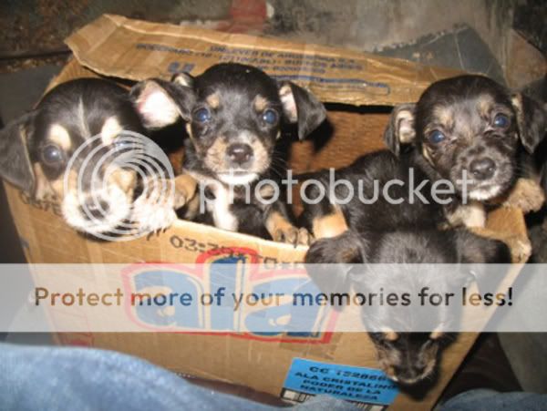 rejas-perros-4.jpg