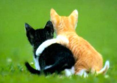 20100917015918-abrazo-gatuno.jpg