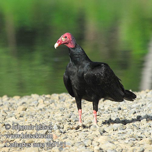 cathartes_aura_eb9141.jpg