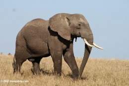 260px-Elefante_africano.jpg