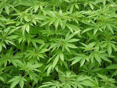 20070318193516-marihuana.jpg