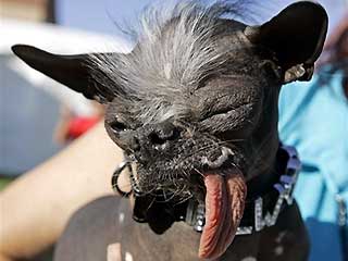 ugly_dog_elwood.jpg