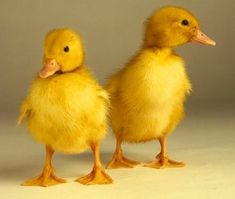 20081227112749-dos-patitos.jpg