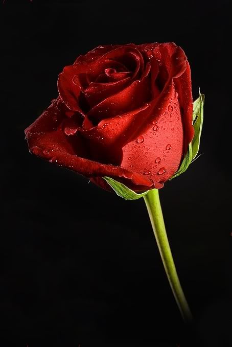 rosa.jpg