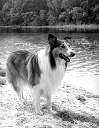 200px-Lassie.jpg