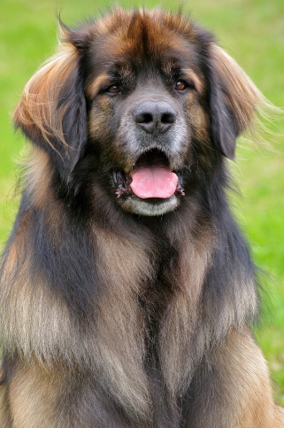 Leonberger.jpg