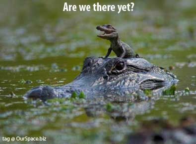 baby-alligator-ride.jpg