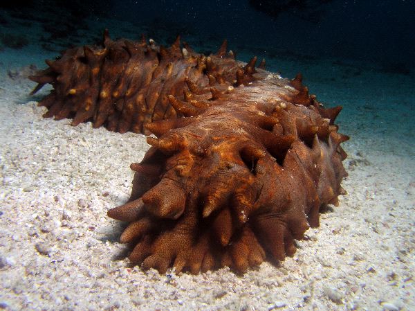 Sea_Cucumber_2_600.jpg