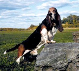 basset10.jpg