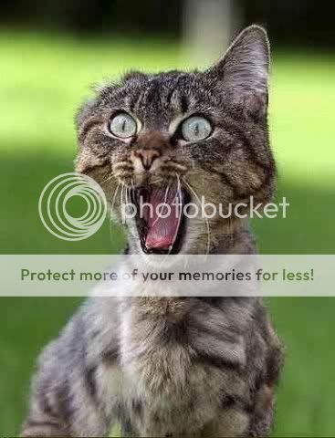 med_funny-cat.jpg