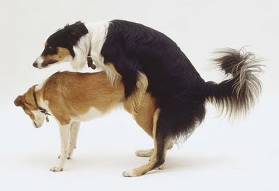 border-collies-mating.jpg