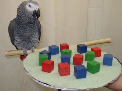 loro-gris-africanonoticia.jpg