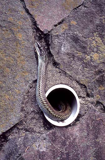 SnakeHole_m.jpg