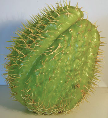 chayote1-php-emilio.jpg