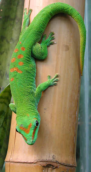 phelsuma_madagascariensis_grandis_1.jpg