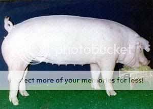 chesterwhite.jpg