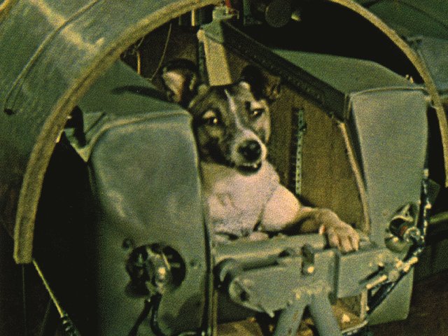 fig%2066%20-%20Laika.jpg