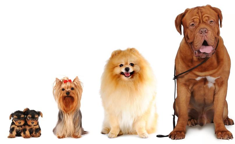 nombres-perros-machos-hembras-L-wd76j4.jpeg