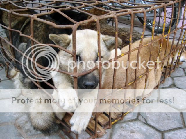matanza-de-gatos-y-perros2.jpg