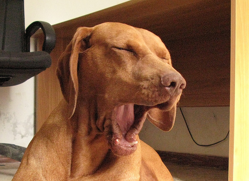 bostezo_ii.jpg