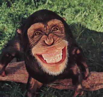 20061006134230-monkey-smile.jpg