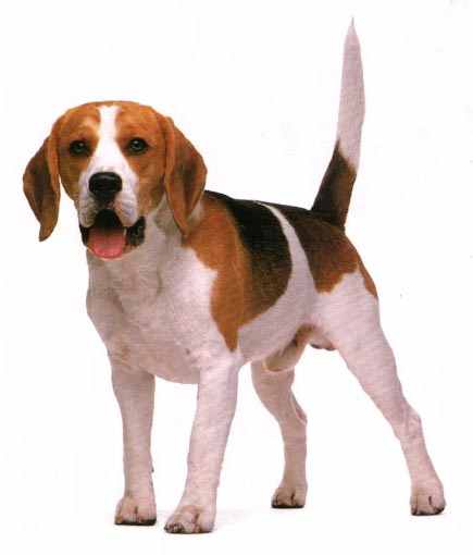 20090313181218-perro25.jpg