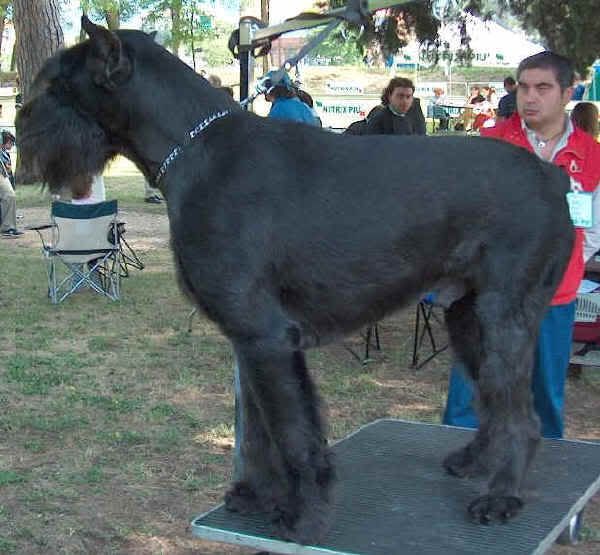 schnauzergigante.jpg