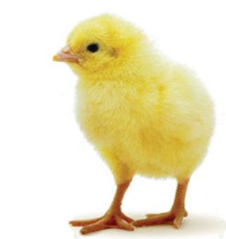 pollito.jpg